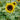 SunBuzz Sunflower - Flowers