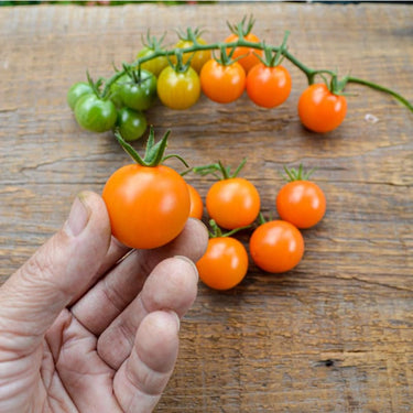 Sungold Tomato (F1 Hybrid 60 Days) - Vegetables