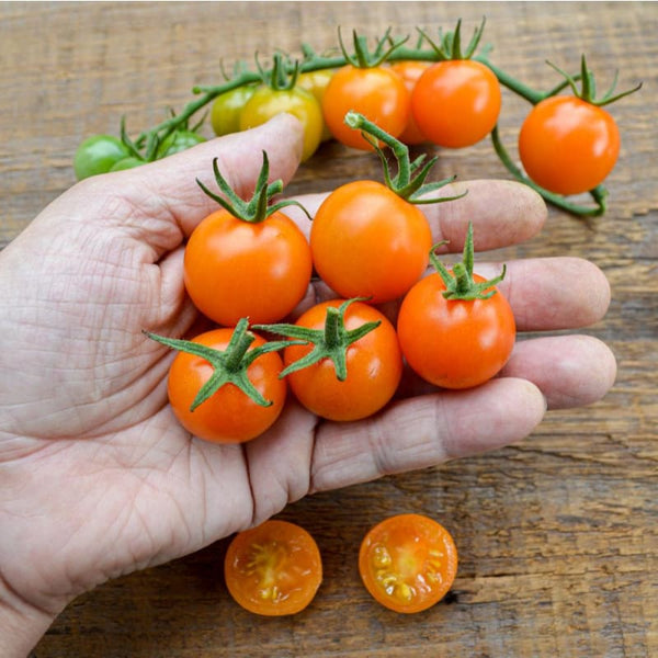 garden & seeds SUNGOLD TOMATO (F1 hybrid 60 days) – Pinetree Garden Seeds