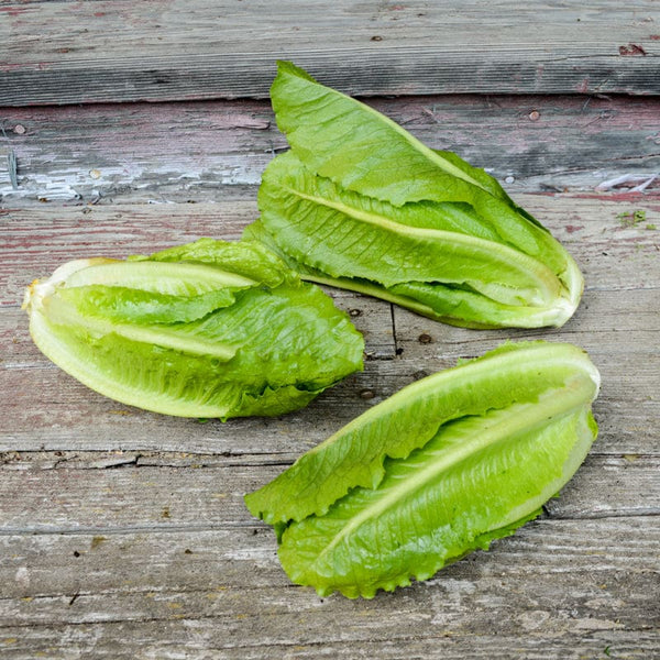 sunland-lettuce-56-days-