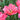 Sunset Tropical Tulip - Fall