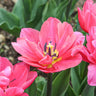 Sunset Tropical Tulip - Fall