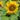 Sunspot Sunflower - Flowers