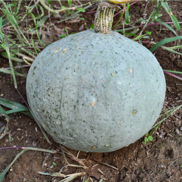 Sweet Meat Winter Squash (Heirloom 100 Days) - Vegetables