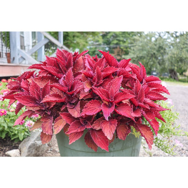 Sweet Paprika Coleus - Flowers