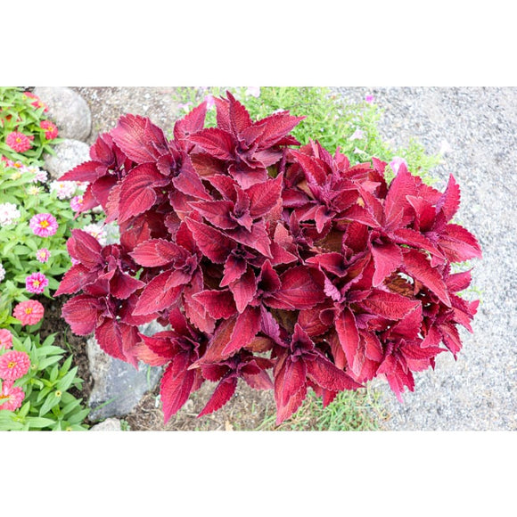 Sweet Paprika Premium Sun Coleus – Pinetree Garden Seeds
