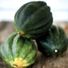 Table Princess Winter Squash (F1 Hybrid 75 Days) - Vegetables