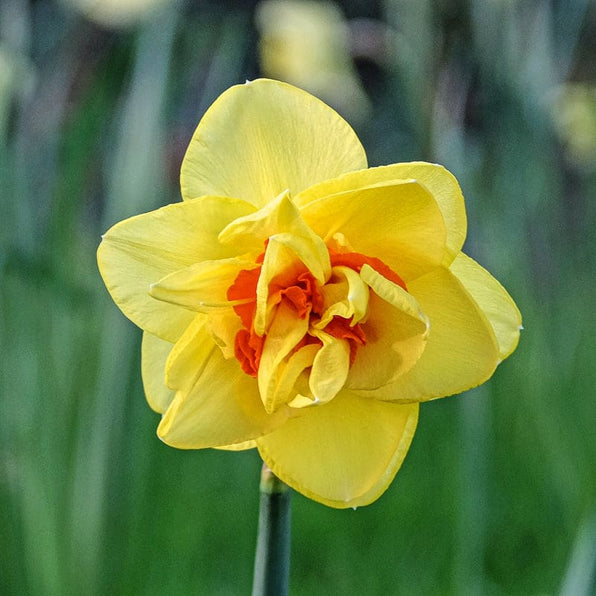Daffodil & Narcissus Garden Seeds