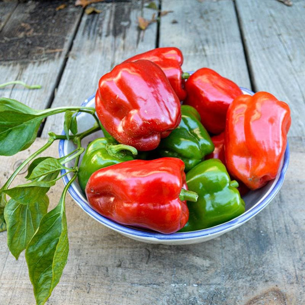 Takii's New Ace Pepper (F1 Hybrid 62 Days) – Pinetree Garden Seeds