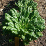 Tatsoi Greens (45-50 Days) - Vegetables
