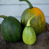 Tatume Summer Squash (Heirloom 50 days) - Vegetables