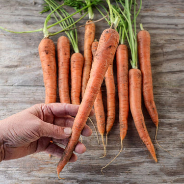 Tendersweet Carrot (Heirloom 70 Days) - Vegetables