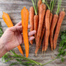 Tendersweet Carrot (Heirloom 70 Days) - Vegetables