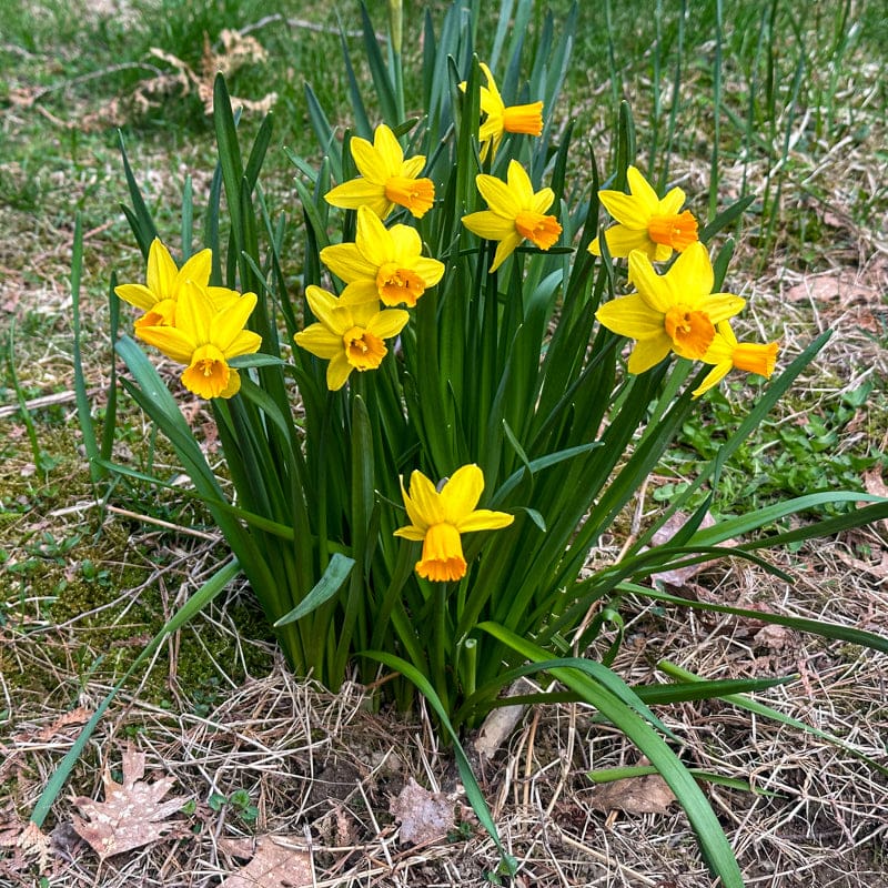 Tête à Tête Narcissus - Fall
