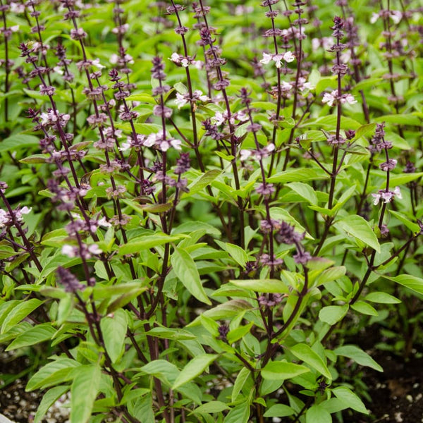 Thai Basil