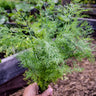 Thalia Dill (Organic) - Herbs