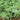 Fragrant bright green thyme in herb garden.