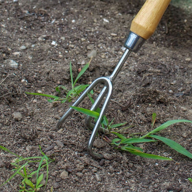 Gardening tool being used to cultivate soil with small plants.