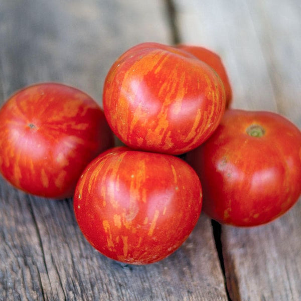 トマトページ❶ Tigerella Tomato (Heirloom, 55-65 Days) – Pinetree Garden Seeds
