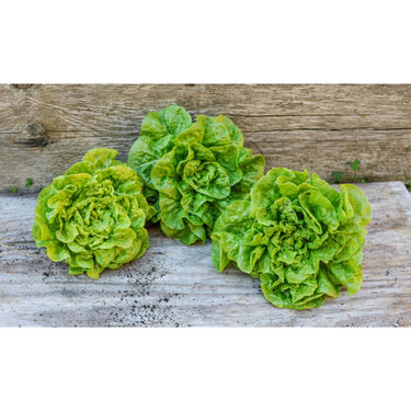 Tom Thumb Lettuce (47 Days) - Vegetables