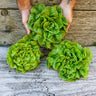 Tom Thumb Lettuce (47 Days) - Vegetables