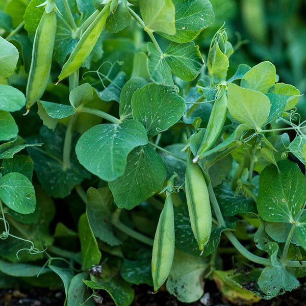 Tom Thumb Pea (Heirloom, 50-55 Days)