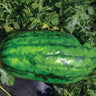 Tom Watson Watermelon (Heirloom 90 Days) Vegetables