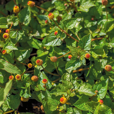 Close-up of green toothache plant with small orange and red flowers.