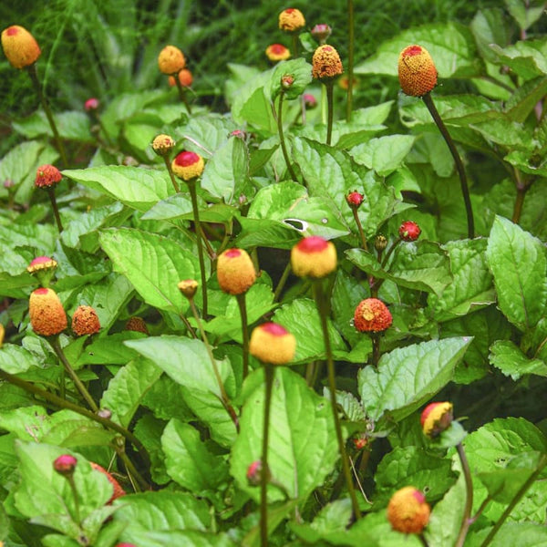 Toothache Plant
