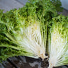 Tres Fine Frisee (Heirloom 30 Days) - Vegetables