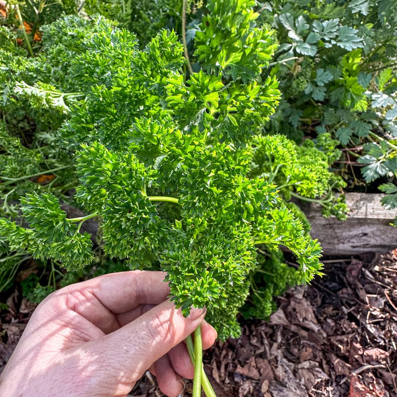 Triple Curled Parsley Garden Seeds