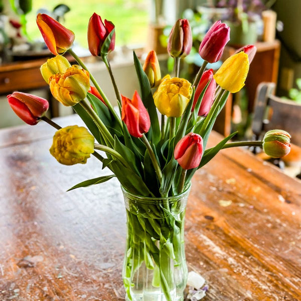 planting tulips from seed Tulip Cutting Mix – Pinetree Garden Seeds