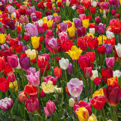 Tulip Cutting Mix
