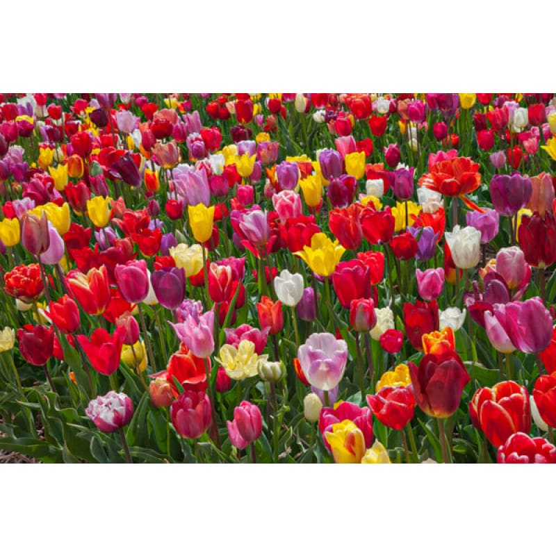 Tulip Cutting Mix