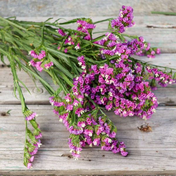 buy pink lavender plants Twilight Lavender Statice – Pinetree Garden Seeds