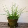 Twister Juncus Grass - Flowers