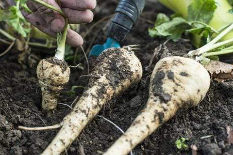 Uncommon Vegetable Seeds to Try in Your Backyard Garden