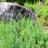 Vera Lavender - Herbs