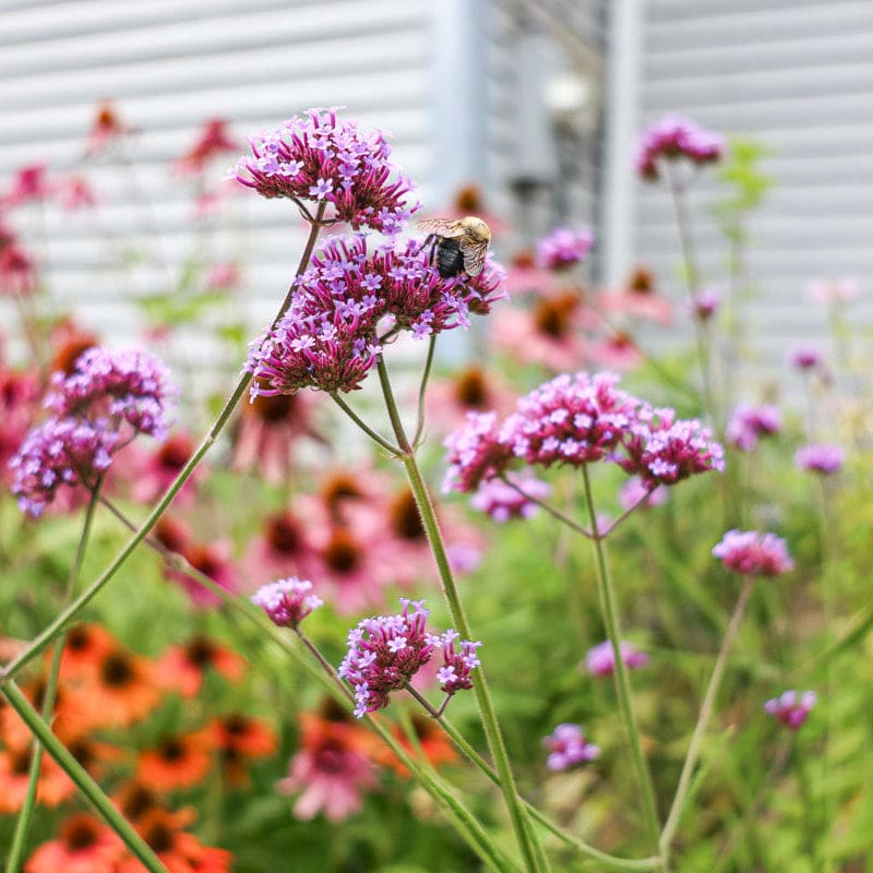 planting verbena bonariensis seeds Verbena Bonariensis