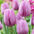 Violet Beauty Tulip