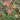 Virichic Tulip - Fall