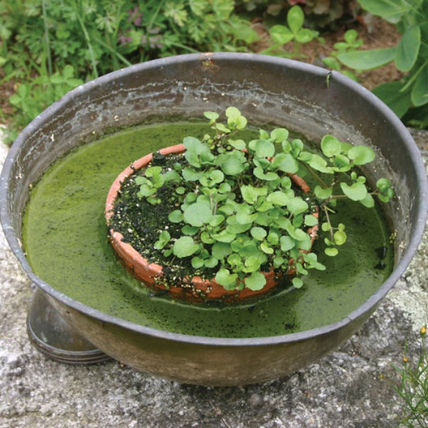 plant cress seeds Watercress (50 Days) – Pinetree Garden Seeds