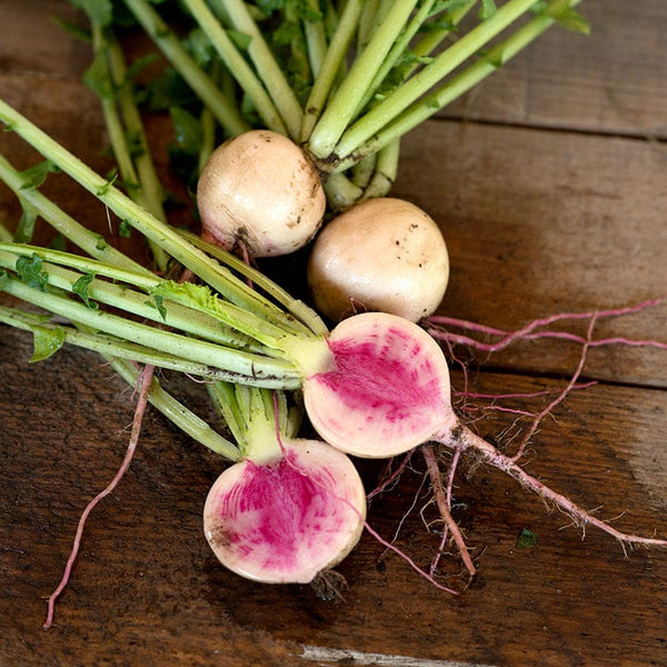 Watermelon Radish Seeds - Non-GMO Heirloom Variety, Super Easy To Grow!
