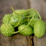 Spikey lime green cucamelons with stems on a wooden surface.