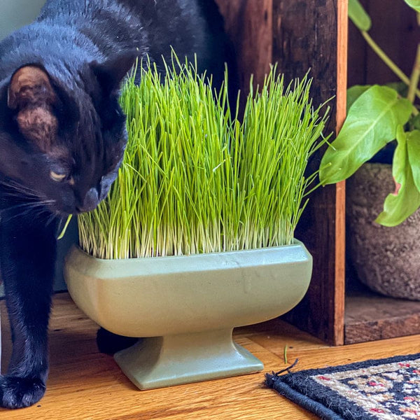 planting wheatgrass seeds Wheatgrass Seeds – Pinetree Garden Seeds