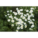 White Pompom Feverfew