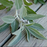 Pale green white sage freshly picked on a wooden background.