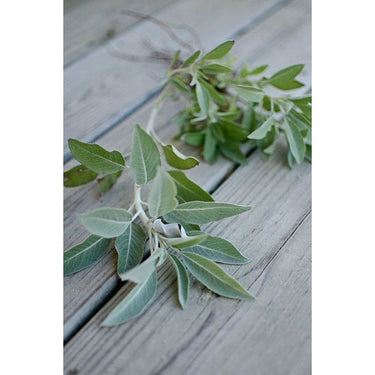 White Sage - Herbs