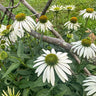 White Swan Echinacea - Flowers