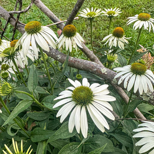 White Swan Echinacea